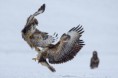 /album/fotogaleria-fauna/buteo-jpg/